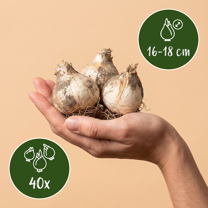 Allium Gladiator ornamental onion bulbs, pack of 40, image 3