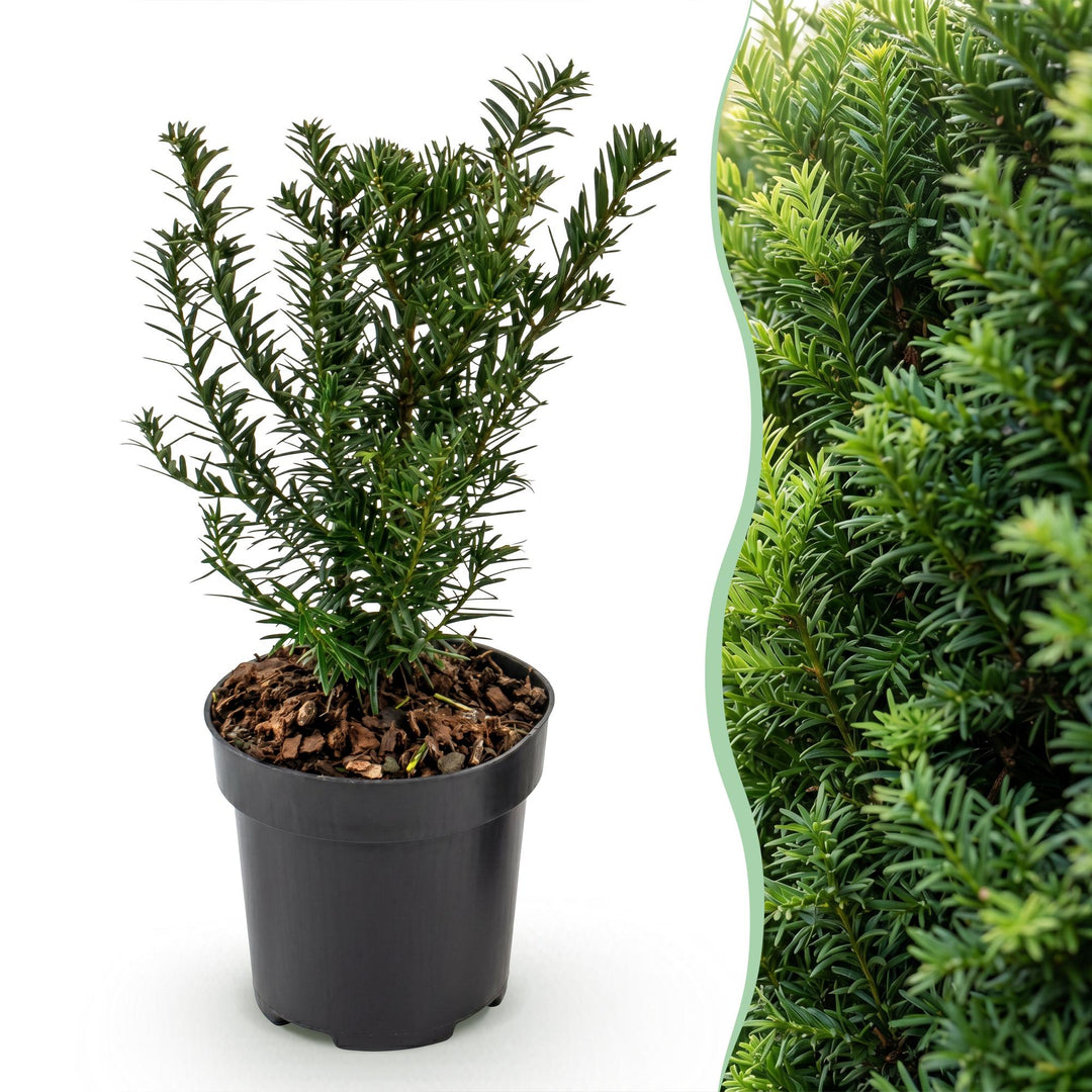 24 Taxus baccata yew hedging plants in 9cm pots, 20-30cm tall - view 3
