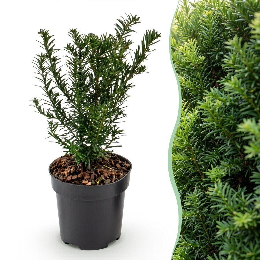 24 Taxus baccata yew hedging plants in 9cm pots, 20-30cm tall - view 3