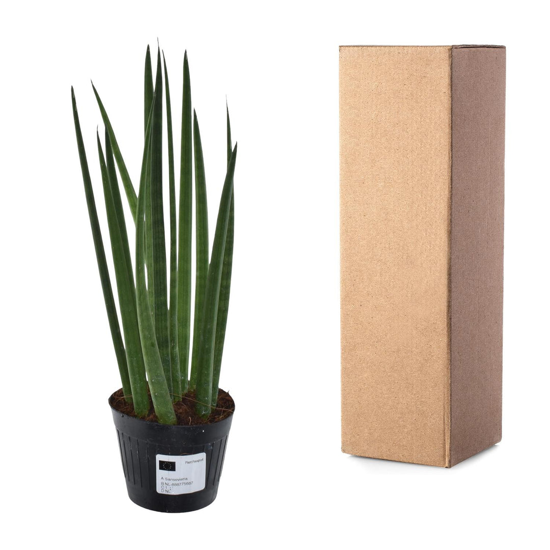 Green Sansevieria Snake Plant in a modern white pot, ideal for low light indoor spaces by Everspring