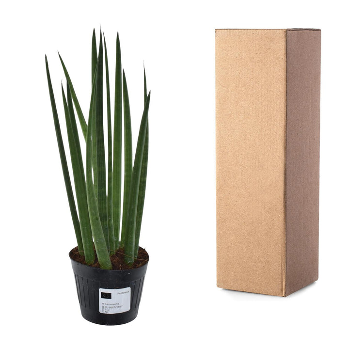 Green Sansevieria Snake Plant in a modern white pot, ideal for low light indoor spaces by Everspring