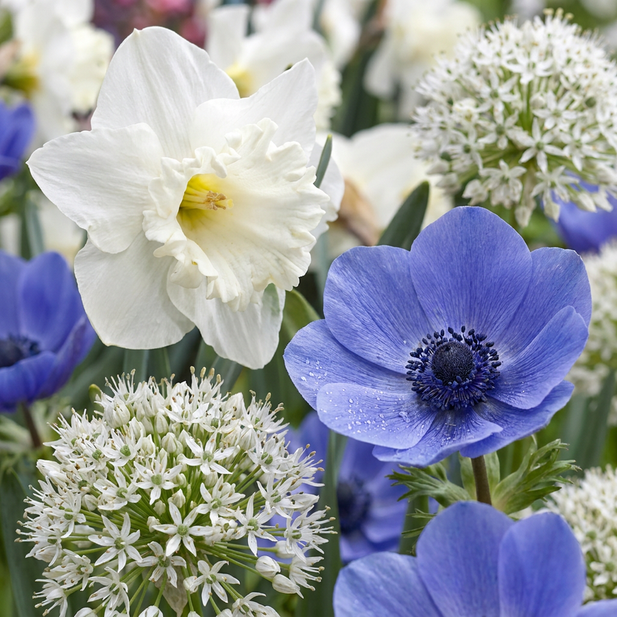 Sunny Garden Bulb Collection: sun-loving bulbs in full flower, 280-bulb pack for Irish gardens