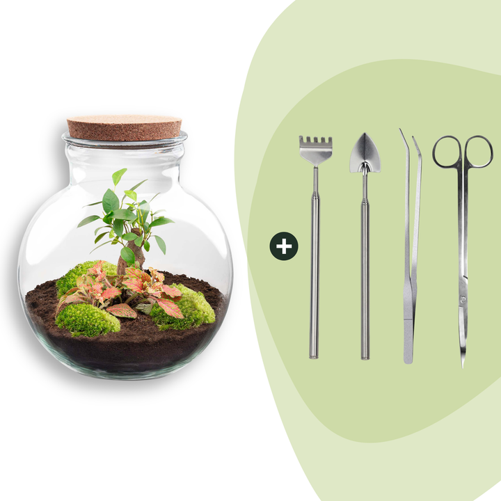 DIY Teddy bonsai terrarium kit with Ficus ginseng bonsai, 26.5 cm tall