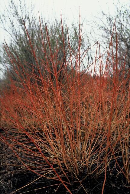 Healthy foliage and strong roots close-up of 6x Cornus sang. 'Midwinter Fire' - ↕10-25cm - Ø9cm