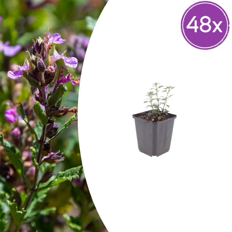 Wall germander with purple-pink flowers and dark stems in grey plastic pot, 10-25cm tall