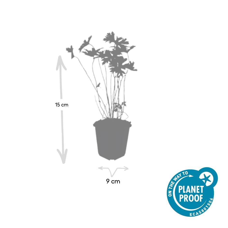 24 Johnson's Blue geranium plants in 9cm pots, hardy perennials with blue flowers, by Everspring.