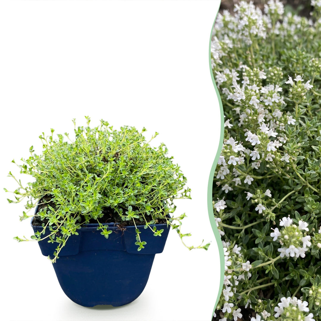 Pack of 24 Thymus praecox 'Albiflorus' white creeping thyme plants in 11cm pots
