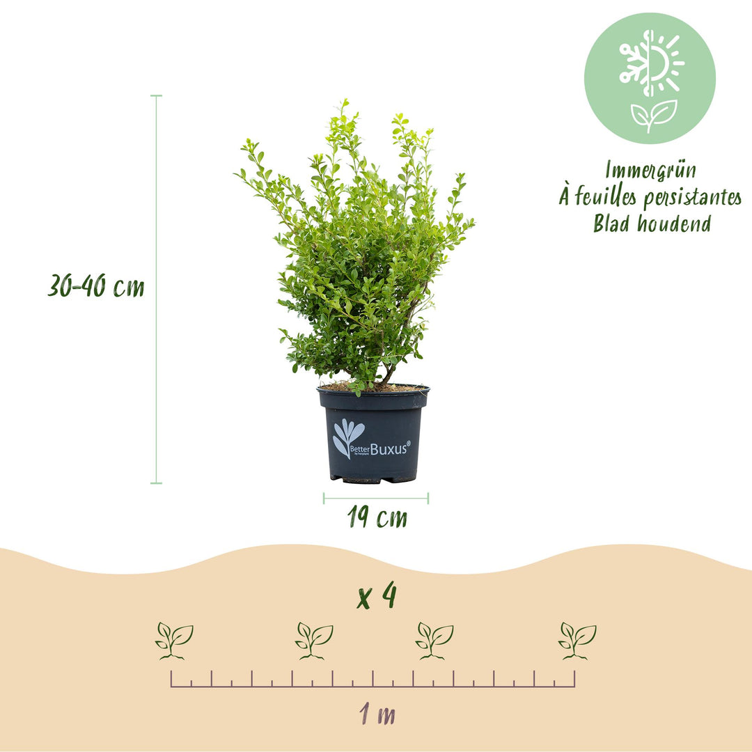 4 BetterBuxus Babylon Beauty box hedging plants in 19cm pots - view 3