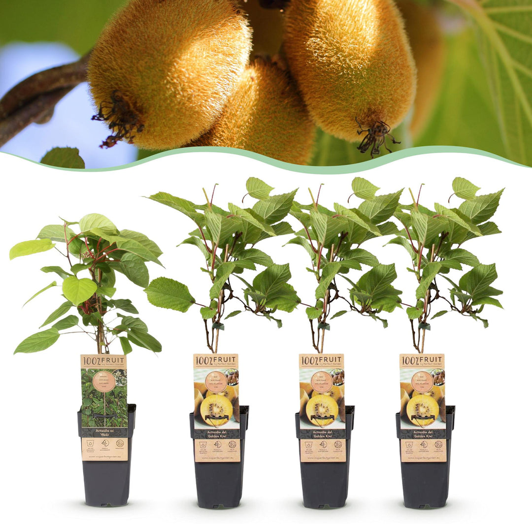 Fruit Plant, Actinidia Weiki & Golden Kiwi, Kiwi Plant, 1 Male, 3 Female, Plants, Yellow, Pot 15cm, Height 50cm