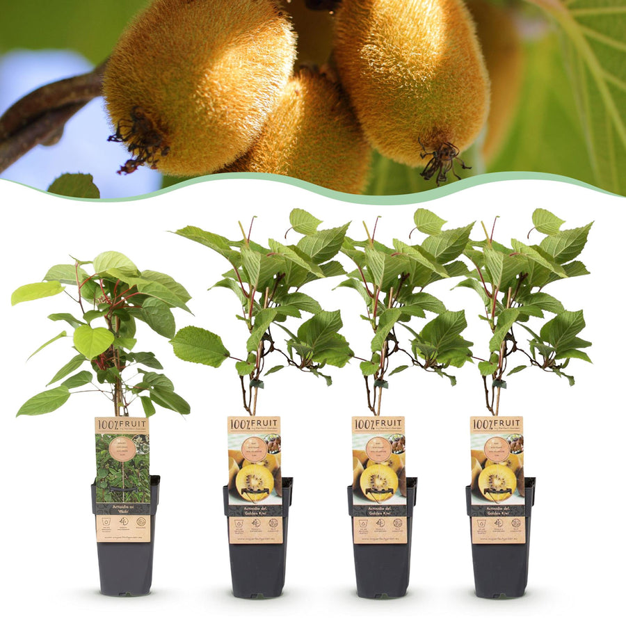 Fruit Plant, Actinidia Weiki & Golden Kiwi, Kiwi Plant, 1 Male, 3 Female, Plants, Yellow, Pot 15cm, Height 50cm