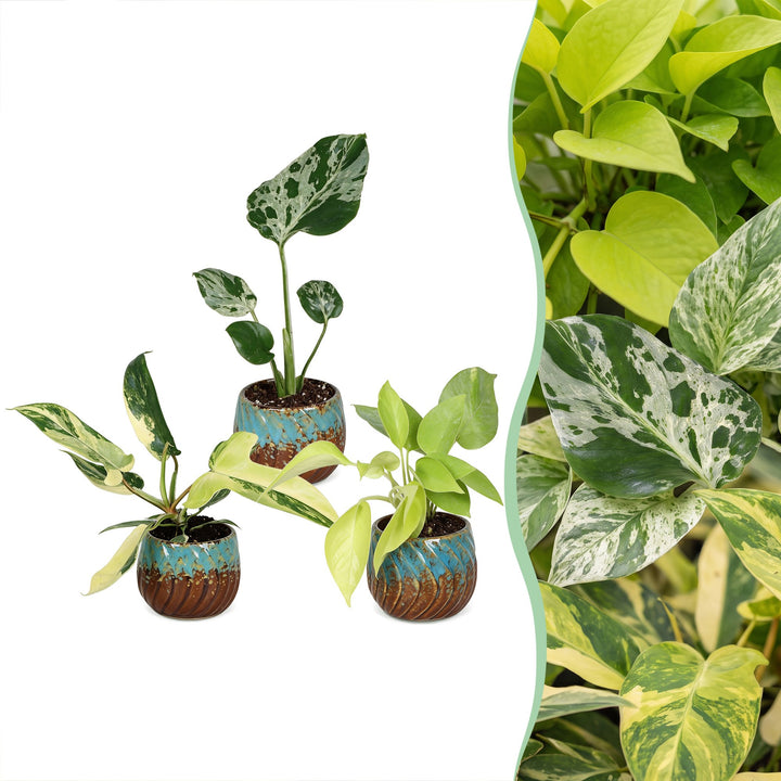 Baby Tropical Mix, three tropical houseplants in growing pots