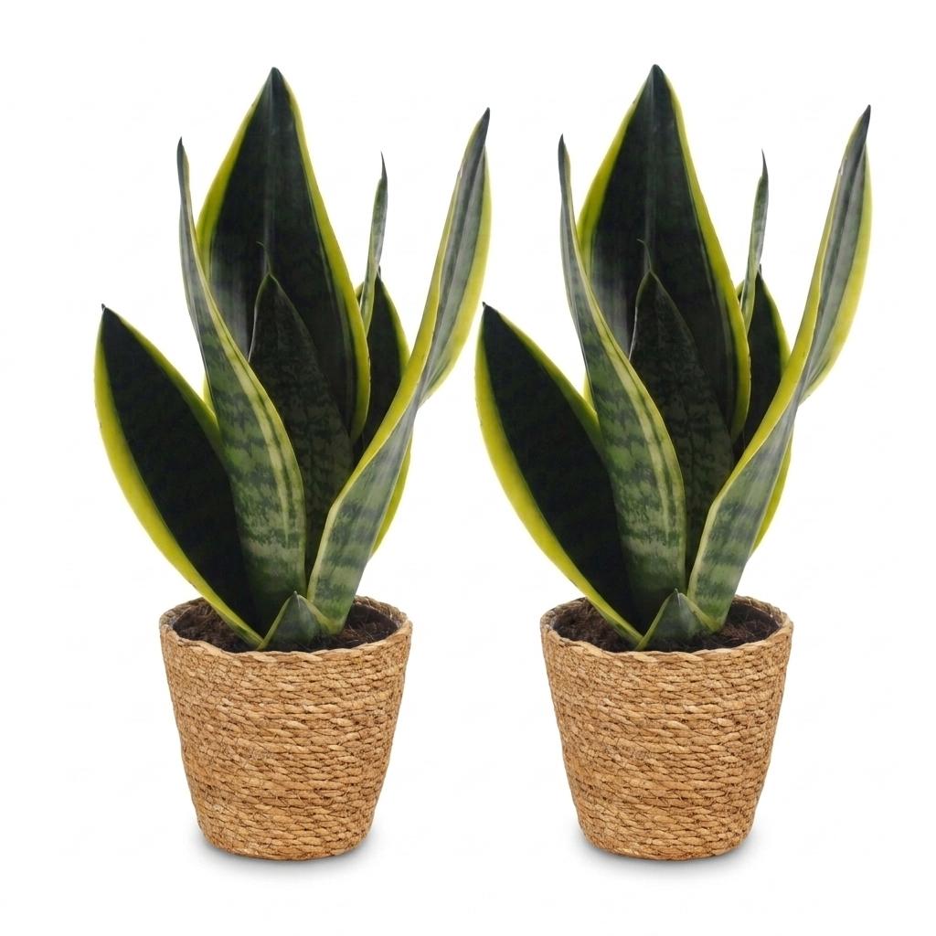 Snake Plant (Sansevieria 'Future Superb') - 2 Plants with Woven Basket - 12cm Pot - 35cm Tall