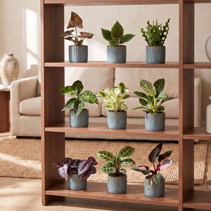 Baby Plants Surprise Box, 9 tropical plants in 6cm pots, image 4