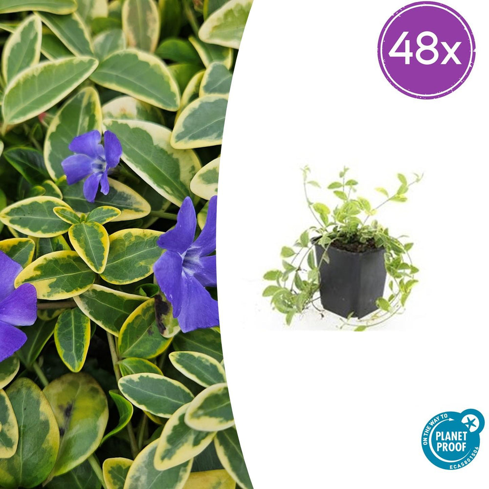 Golden variegated periwinkle plants in 9cm pots, featuring purple flowers and lush green-yellow leaves. Everspring.