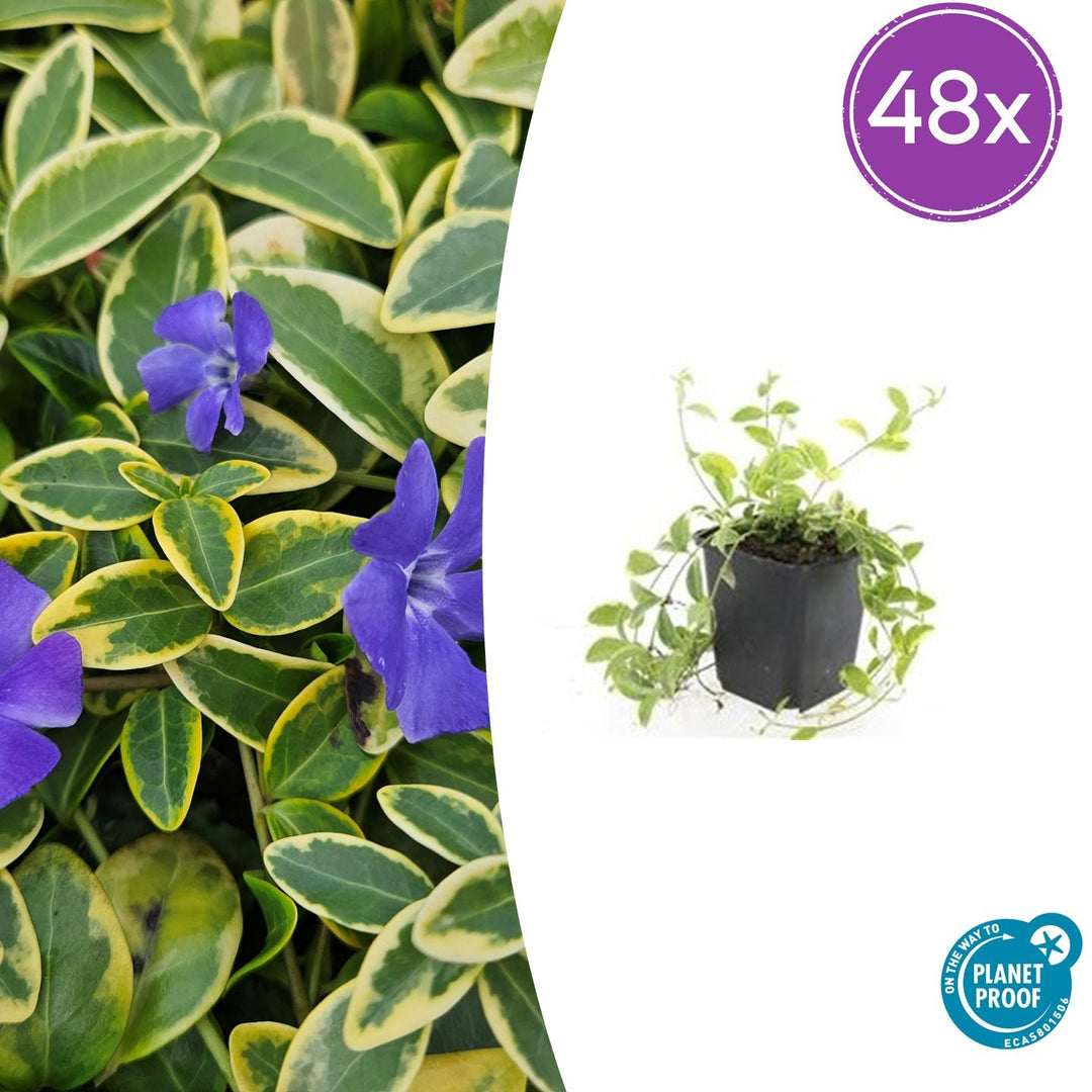48x Vinca minor 'Aureovariegata' Golden Variegated Periwinkle - 9cm