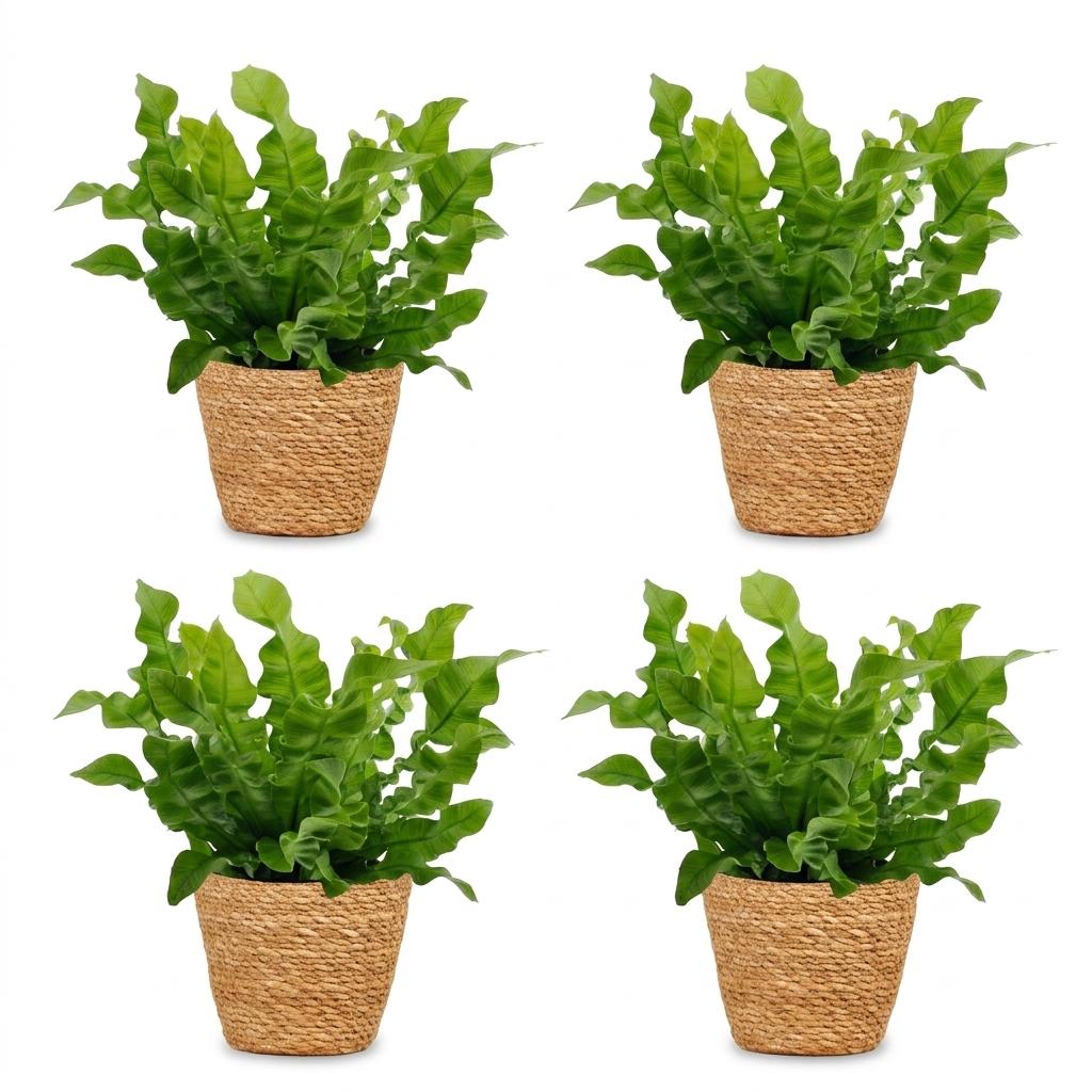 Crispy Wave Fern (Asplenium 'Crispy Wave') - 4 Plants with Woven Basket - 12cm Pot - 30cm Tall