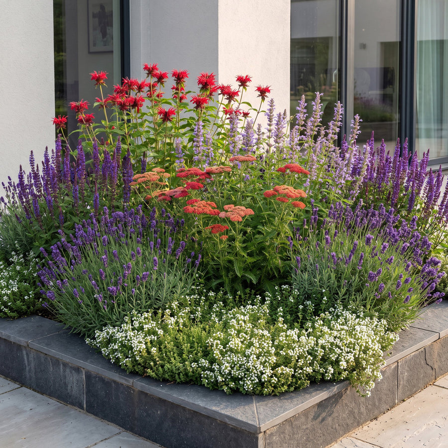 Fragrant perennial border with lavender, bergamot and salvia in flower, 12-plant pack in 11cm pots