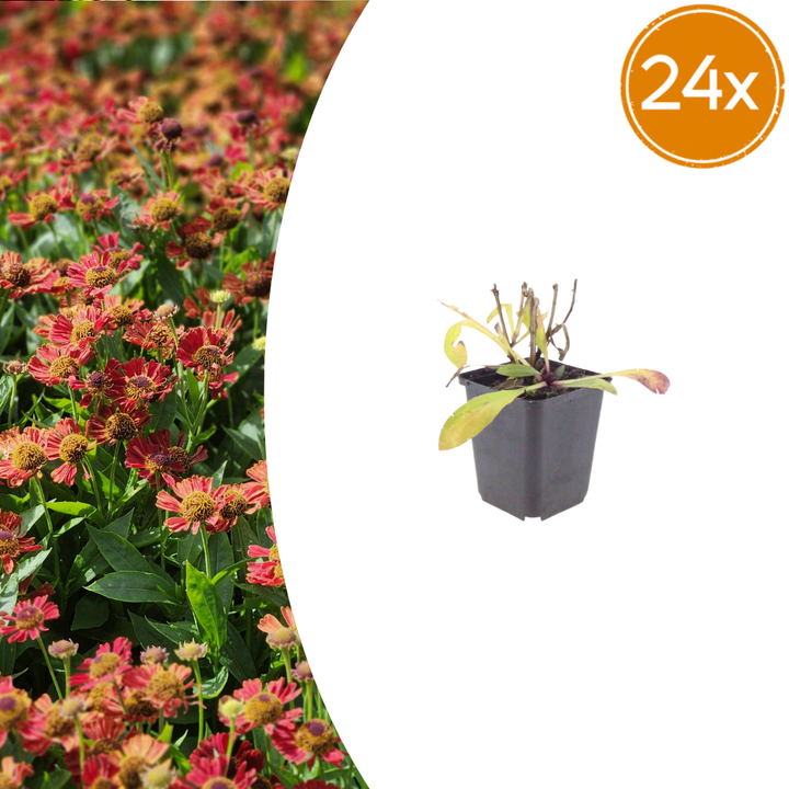 Young Helenium 'Moerheim Beauty' in grey pot with yellow-green leaves and developing red-bronze flowers, 24-pack, 10-25cm…