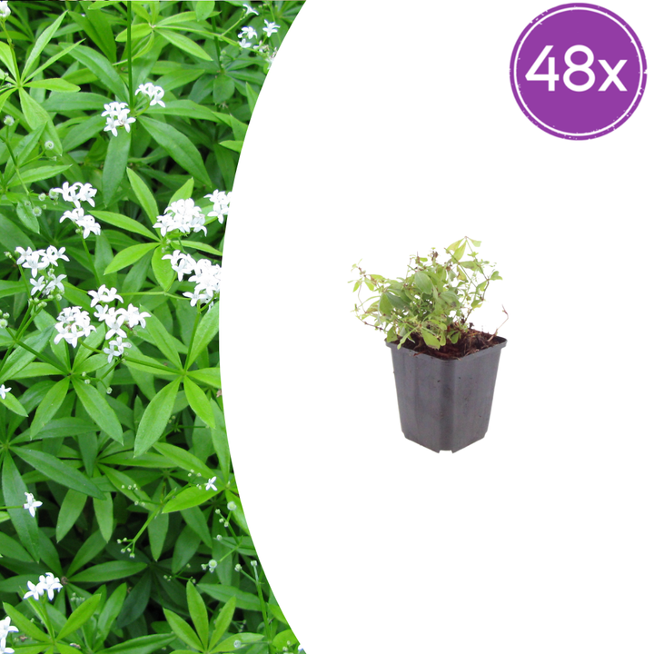 48x Galium odoratum - ↕10-25cm - Ø9cm