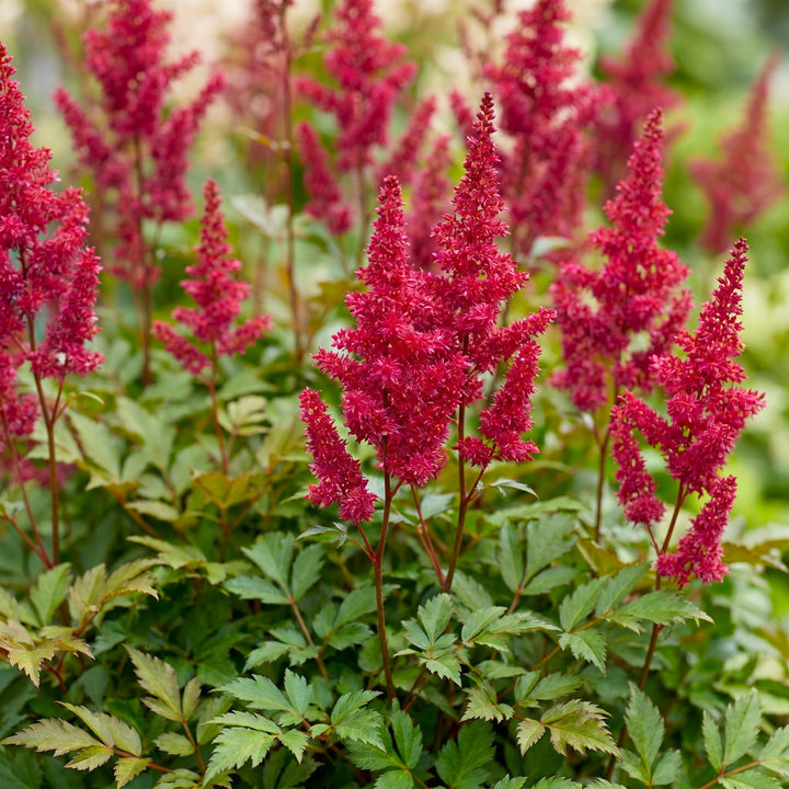 24x Astilbe arendsii 'Fanal' - Red Feather Plumes - Shade - 11cm Pot - 15-25cm