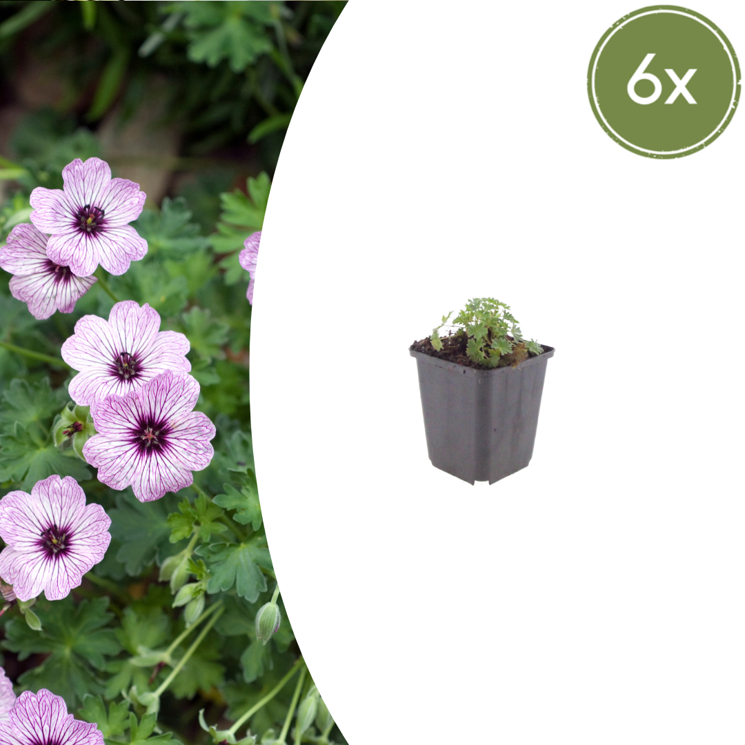 6x Geranium cin. 'Ballerina' - ↕10-25cm - Ø9cm