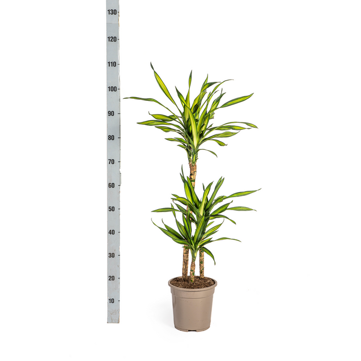 Dracaena Deremensis Rikki 90-110cm — Dragon Tree in 21cm pot