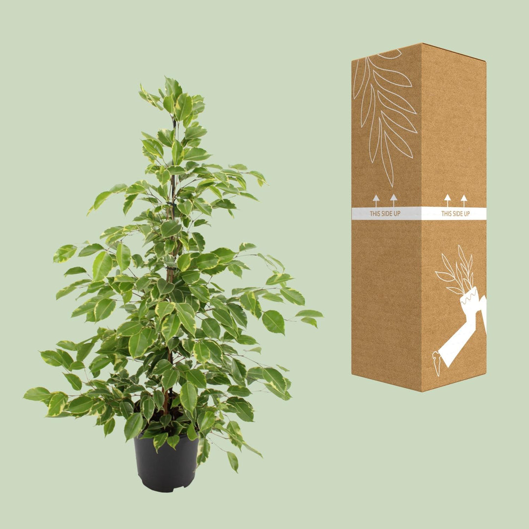 Ficus benjamina Goldenking - Ø21cm - ↕95cm styled in an Irish home interior