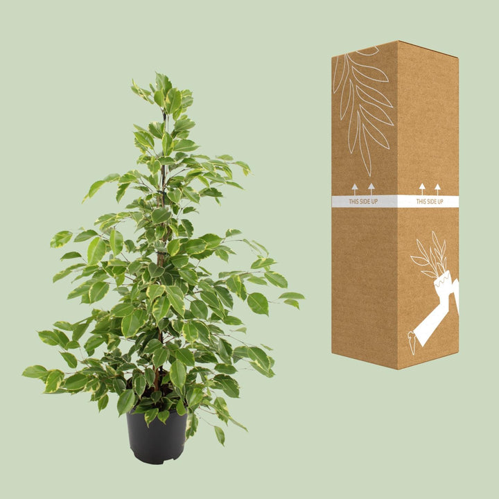 Ficus benjamina Goldenking - Ø21cm - ↕95cm styled in an Irish home interior
