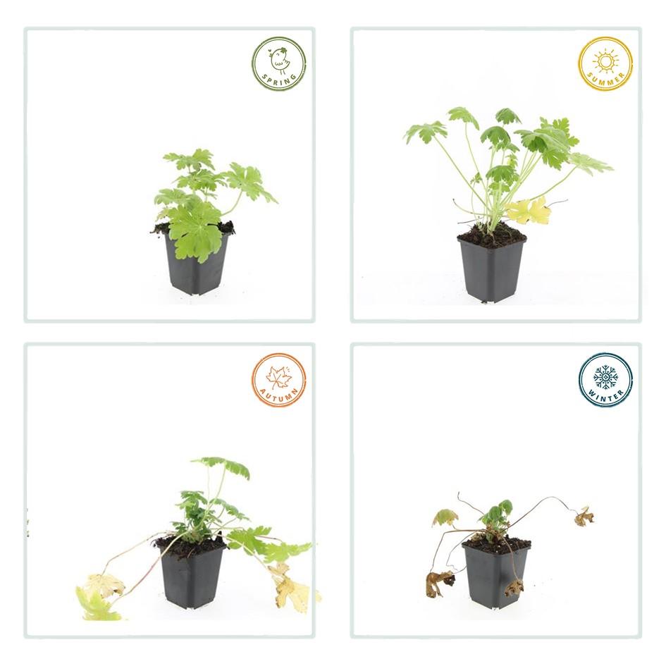 40x Bigroot Geranium 'Spessart' White Flowering Ground Cover 9cm