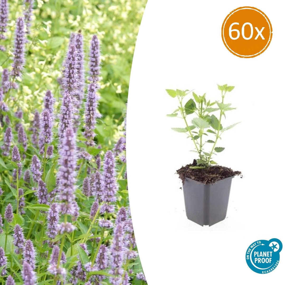Agastache Blue Fortune Plants - Lavender Blue Perennial Flowers