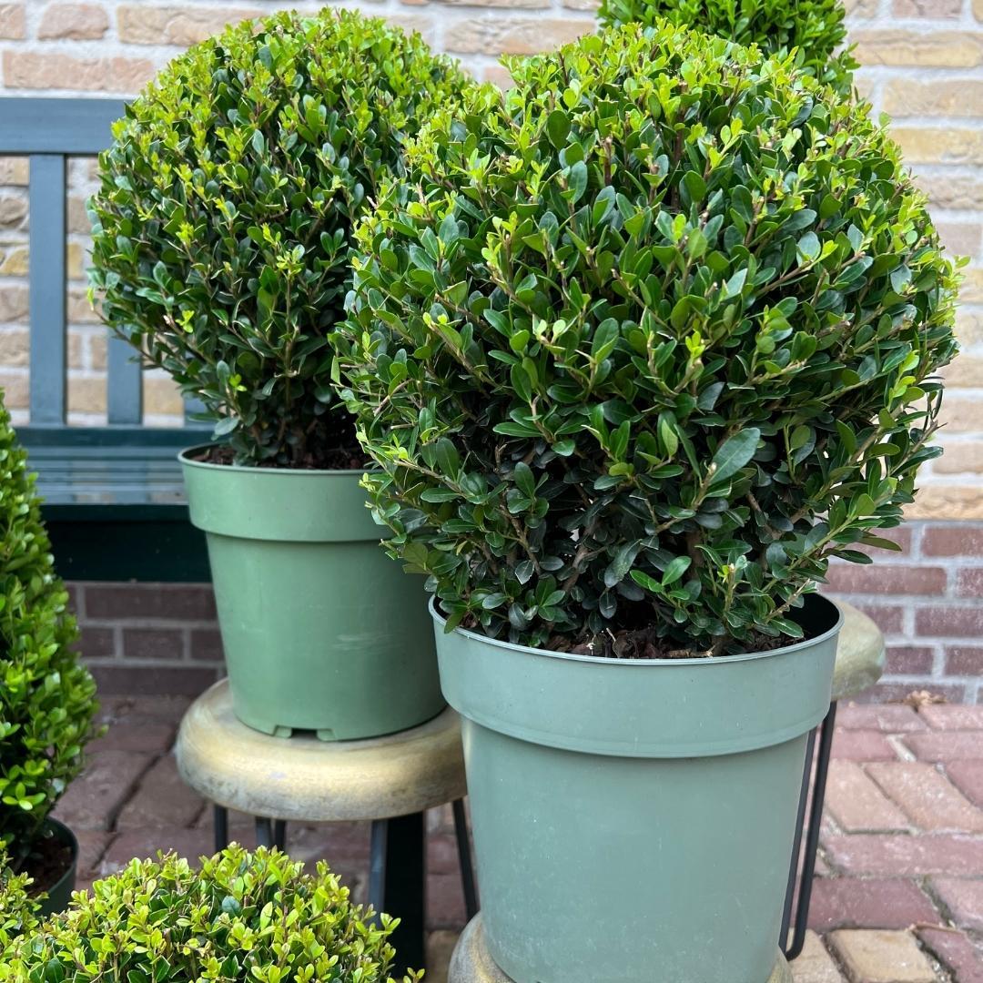 2x Ilex crenata 'Jenny' ball XL | set of 2 pieces | 25 cm Ø