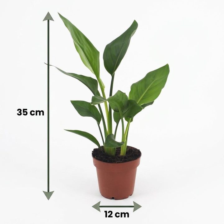 Bird of Paradise (Strelitzia reginae) - 4 Plants - 12cm Pot - 35cm Tall