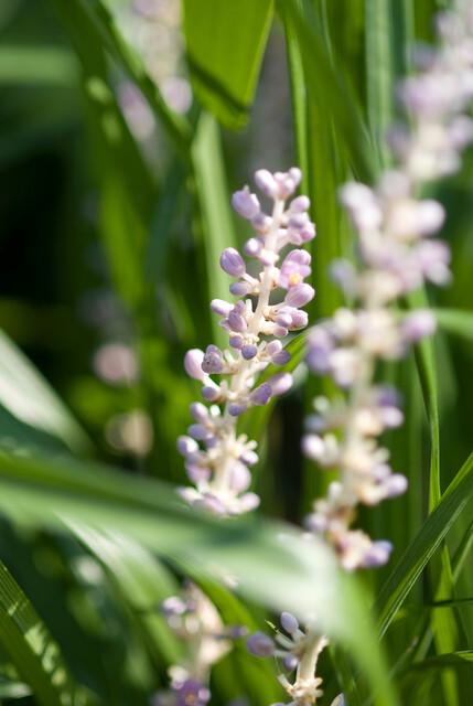 24x Liriope muscari 'Monroe White' - ↕10-25cm - Ø9cm