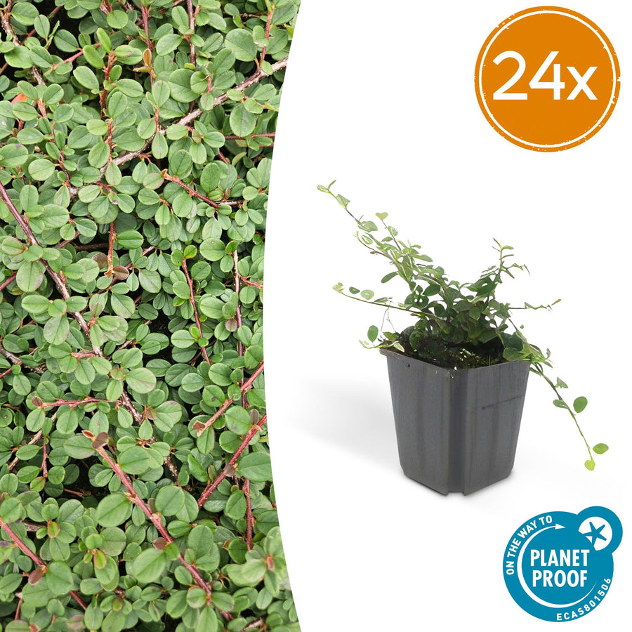 24 Cotoneaster 'Queen of Carpets' plants in 9cm pots, vibrant green ground cover with berry-like fruits