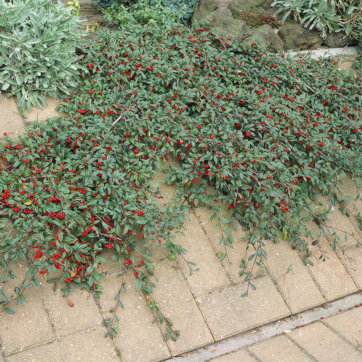 40x Cotoneaster Dammeri - Dense Evergreen Ground Cover - 9cm Pot