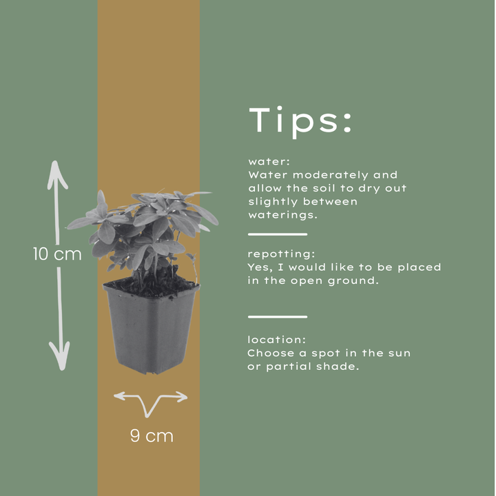 6x Euphorbia amygdal. robbiae - ↕10-25cm - Ø9cm