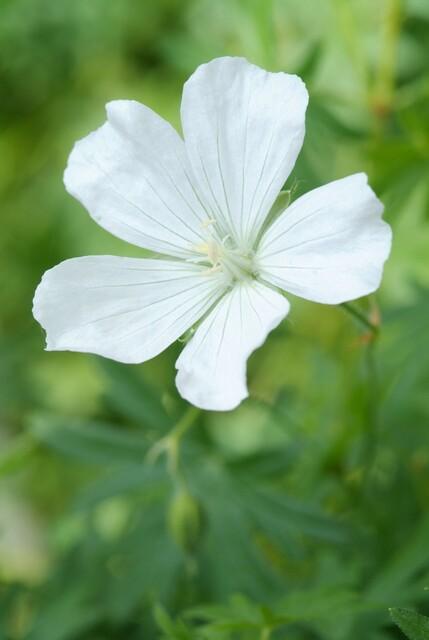 Blue-violet garden flowers and soft foliage close-up of 6x Geranium sang. 'Album' - ↕10-25cm - Ø9cm