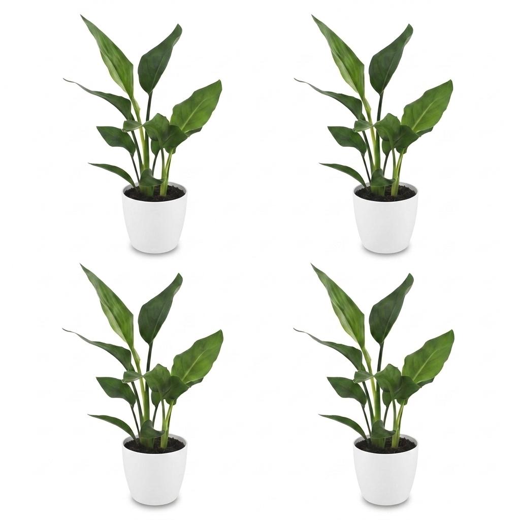 Bird of Paradise (Strelitzia reginae) - 4 Plants with White Ceramic Pot - 12cm Pot - 35cm Tall