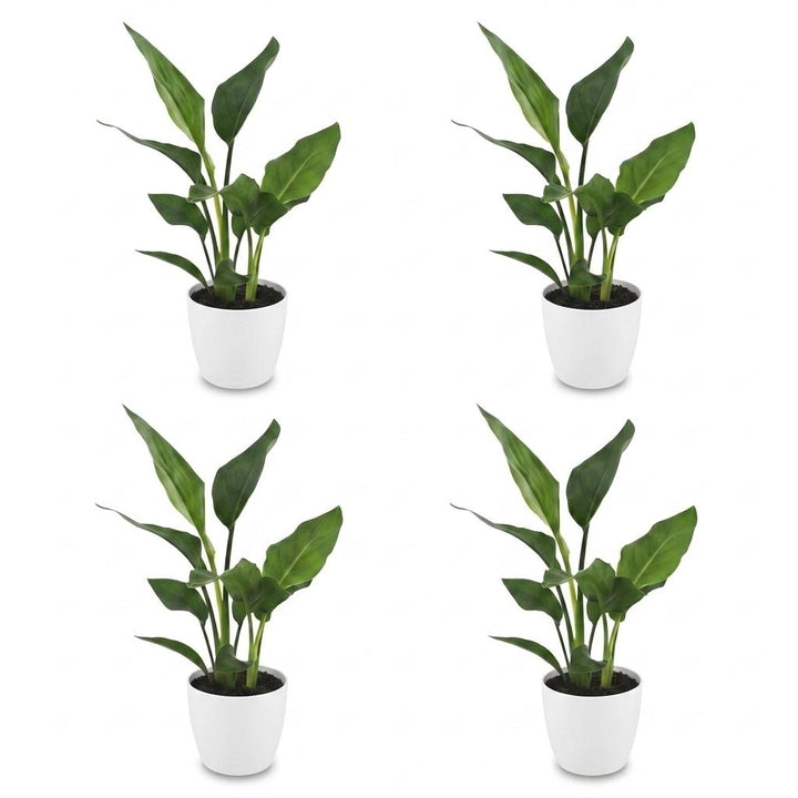 Bird of Paradise (Strelitzia reginae) - 4 Plants with White Ceramic Pot - 12cm Pot - 35cm Tall