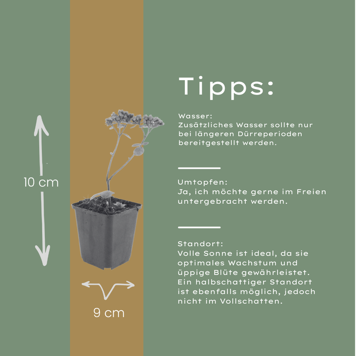 60x Sedum 'Matrona' - ↕10-25cm - Ø9cm