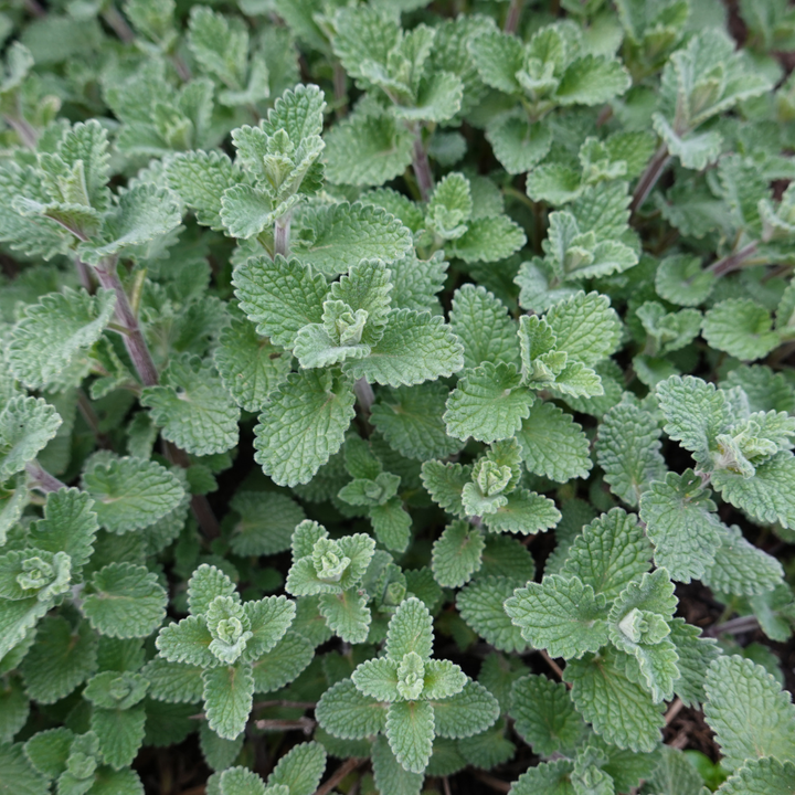 6x Nepeta faassenii - ↕10-25cm - Ø9cm — healthy root ball and nursery pot ready to ship from Ireland
