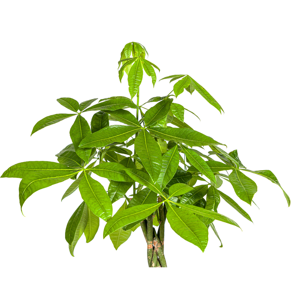 Money Tree (Pachira aquatica) - view 2