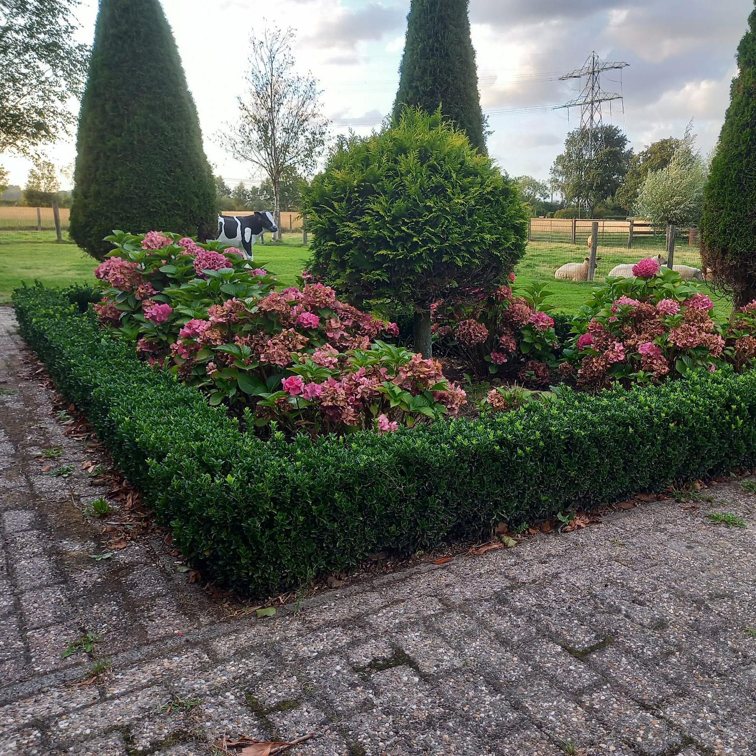 Mature euonymus japonicus hedge with pink hydrangea flowers in garden setting, tall evergreen conifers behind
