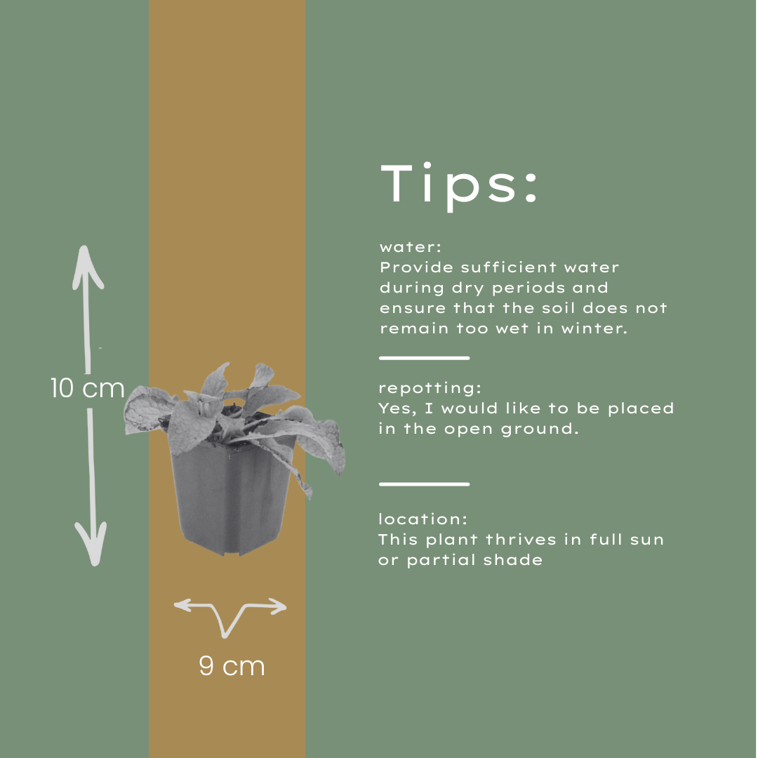 60x Symphytum grand. 'Wisley Blue' - ↕10-25cm - Ø9cm