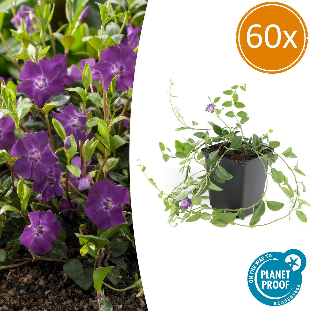 60x Lesser Periwinkle Vinca minor 'Atropurpurea' - Purple Ground Cover