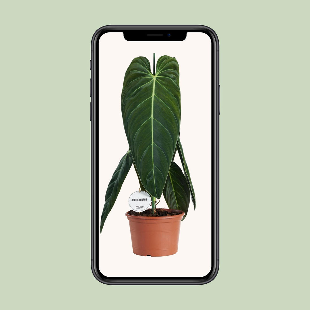 Philodendron Melanochrysum - Ø21cm - ↕75cm — healthy root ball and nursery pot ready to ship from Ireland