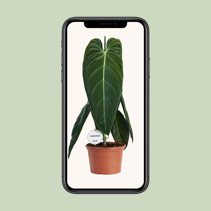 Philodendron Melanochrysum - Ø21cm - ↕75cm — healthy root ball and nursery pot ready to ship from Ireland