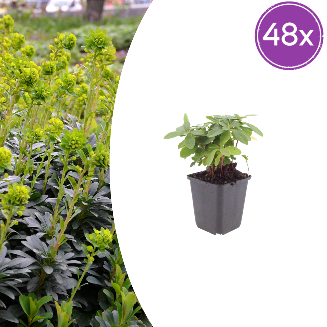 48x Euphorbia amygdal. robbiae - ↕10-25cm - Ø9cm