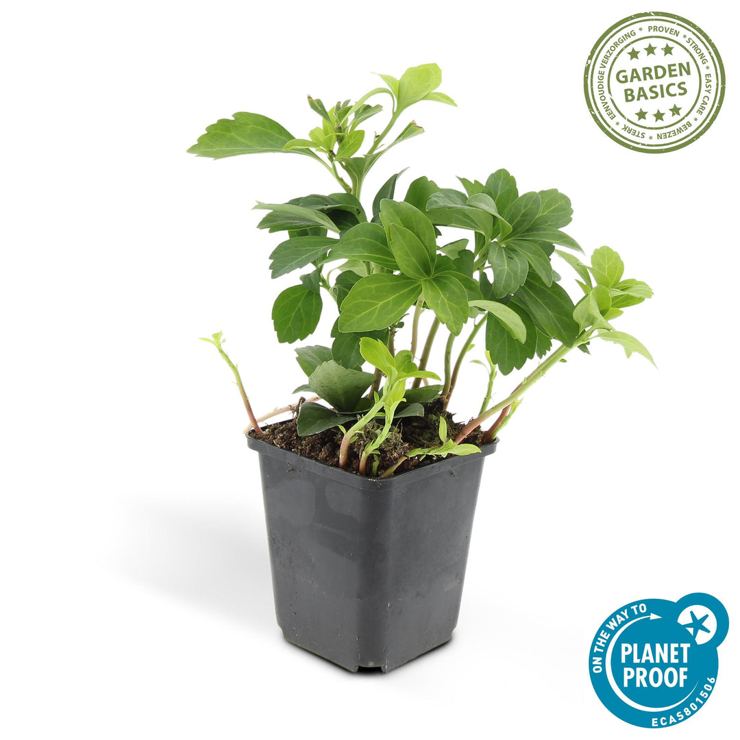 60x Pachysandra terminalis 'Green Carpet' - Evergreen Ground Cover