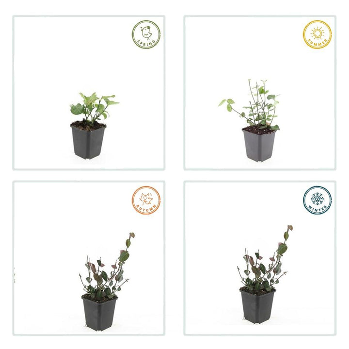 60x Purple Wintercreeper Euonymus - Evergreen Ground Cover 10-25cm